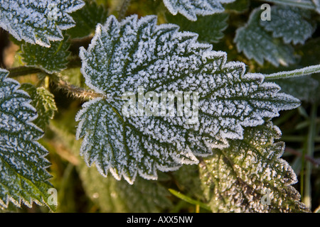 Stringing nettle leaf covered in frost Stock Photo