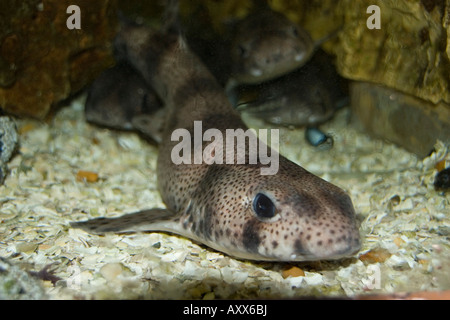 Lesser spotted Dogfish Stock Photo