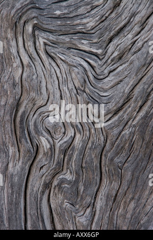 weathered wood shows interesting grain paten Stock Photo