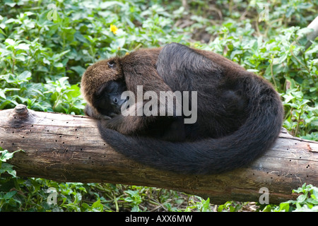 Black headed Spider Monkey Ateles fusciceps Stock Photo