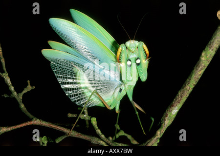 Mantis Warning Display Praying mantis (Mantis religiosa) threat display, revealing two white ...