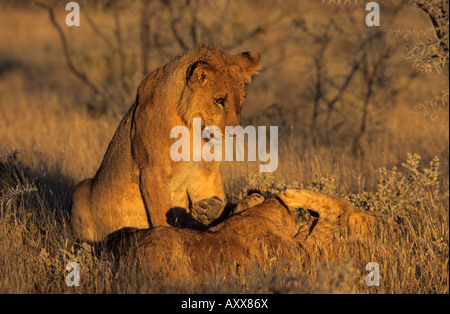 Lion, (Panthera leo), Etoscha National Park, Namibia Stock Photo