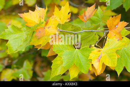 Plane tree leaves turning yellow in autumn Platanus acerifolia