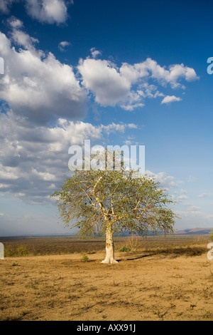 Lone tree in the landscape near the Omo river in southern Ethiopia, Ethiopia, Africa Stock Photo