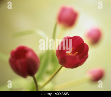Tulip, Tulipa, Red flowers in shallow focus. Stock Photo