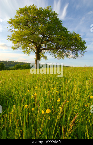 europe UK England Surrey solitary oak tree and wildflowers in field Stock Photo