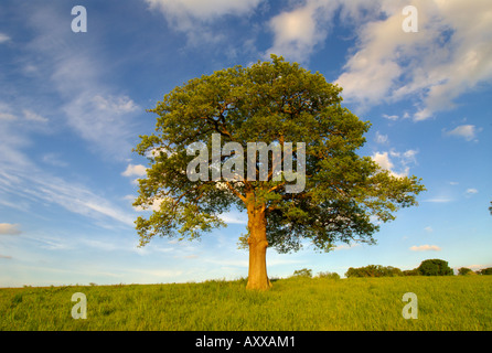 europe UK England Surrey solitary oak tree in field Stock Photo