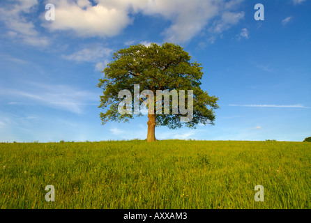 europe UK England Surrey solitary oak tree and wildflowers in field Stock Photo