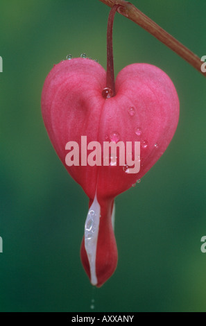 Bleeding heart, Bleeding, heart, Dicentra spectabilis, Pink, Dicentra, spectabilis Stock Photo