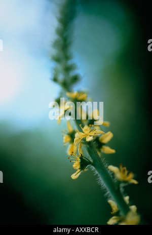 Agrimony, Agrimonia eupatoria, Yellow, Agrimonia, eupatoria Stock Photo