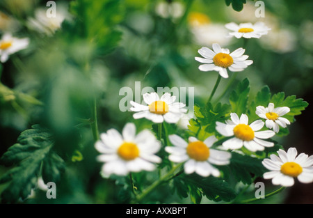 Feverfew, Tanacetum parthenium, Tanacetum, parthenium Stock Photo