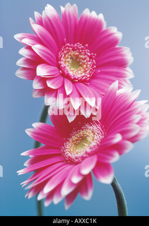 Two pink Gerbera daisies against a blue background. Stock Photo