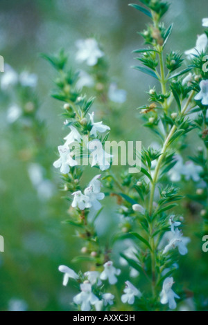 Savory, Summer savory, Summer, Satureia hortensis, White, Satureia, hortensis Stock Photo