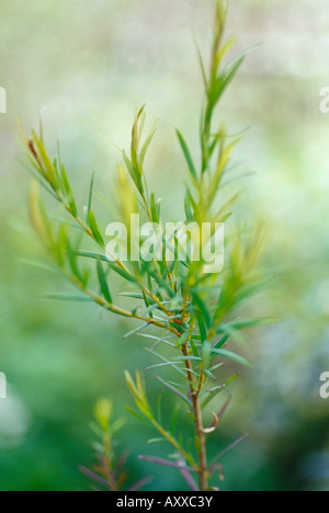 Tea tree, Tea, tree, Melaleuca alternifolia, Green, Melaleuca, alternifolia Stock Photo