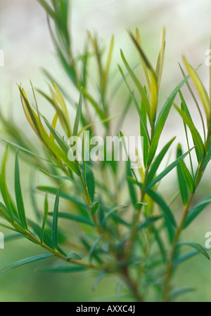 Tea tree, Melaleuca alternifolia, Green leaves. Stock Photo