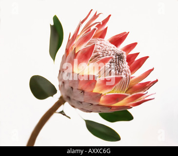 King protea, King, protea, Protea cynaroides, Protea, cynaroides Stock Photo