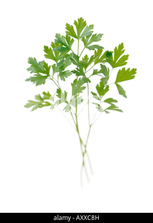 Parsley, Flat leaf parsley, Flat, leaf, Petroselinum neapolitanum, Green, Petroselinum, neapolitanum Stock Photo