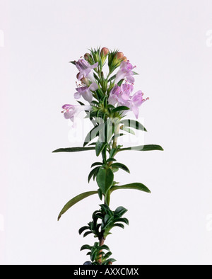 Savory, Winter savory, Winter, Satureia montana, Pink, Satureia, montana Stock Photo