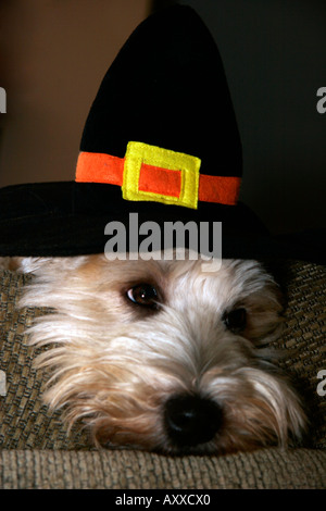 Soft Coated Wheaten Terrier Wearing Pilgrim Hat In Honor Of Thanksgiving Reluctant Pilgrim Stock Photo Alamy