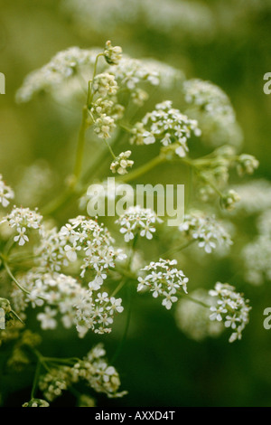 Sweet cicely, Sweet, cicely, Myrrhis odorata, White, Myrrhis, odorata Stock Photo