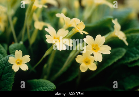Primrose, Primula vulgaris, Yellow, Primula, vulgaris Stock Photo