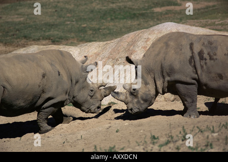 East African black rhinoceros (rhinos) sparring, San Diego Wild Animal Park, California, United States of America, North America Stock Photo