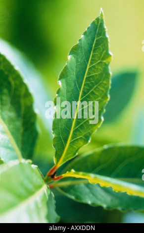 Bay, Laurus nobilis, Green leaves of the garden herb. Stock Photo