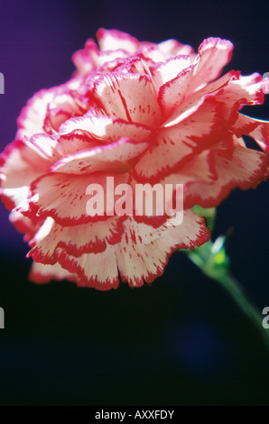 Carnation, Dianthus, Pink, Stock Photo