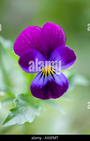 Wild Pansy, Viola tricolor, Bielefeld, NRW, Germany Stock Photo