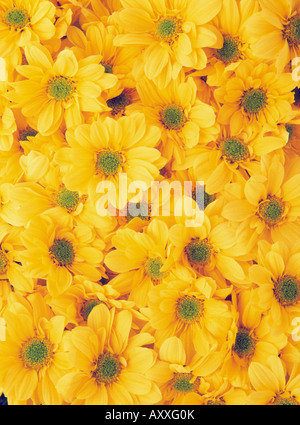 Daisy, Chrysanthemum, Chrysanthemum, Yellow, Stock Photo