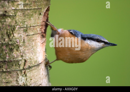 Eurasian Nuthatch, (Sitta europaea), Bielefeld, Nordrhein Westfalen, Germany Stock Photo