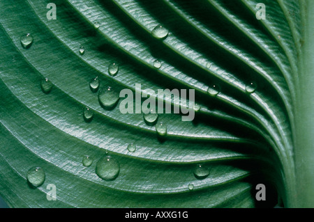 Hosta, Hosta, Green, Stock Photo