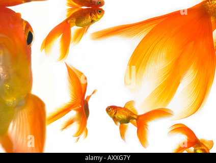 Goldfish Stock Photo