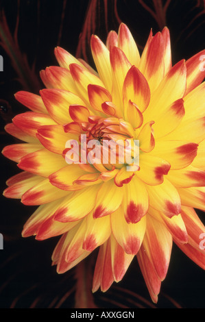 Dahlia 'Bridgeview Aloha', Yellow and red flower. Stock Photo