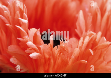 Poppy, Oriental poppy, Oriental, Papaver orientale 'Prinz Eugen', Peach, Papaver, orientale, Prinz, Eugen Stock Photo