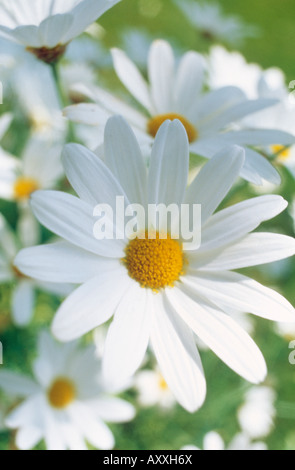 Daisy, Ox-eye daisy, Ox, eye, Leucanthemum vulgare, White, Leucanthemum, vulgare Stock Photo