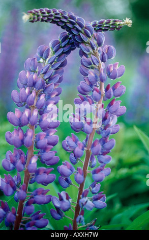 Lupin, Lupinus, Two purple flower spikes touching each other. Stock Photo
