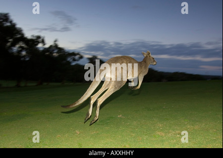 Eastern Grey Kangaroo, (Macropus giganteus), Anglesea, Great Ocean Road, Victoria, Australia Stock Photo