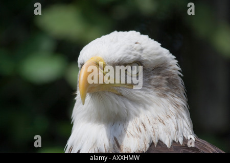 portrait of bald eagle in a bird of prey center Stock Photo