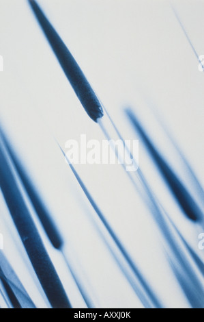 Bulrush, Typha latifolia, Blue, Typha, latifolia Stock Photo