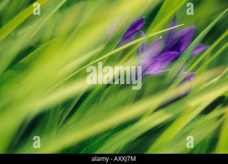 Brodiaea, Triteleia laxa, Purple, Triteleia, laxa Stock Photo