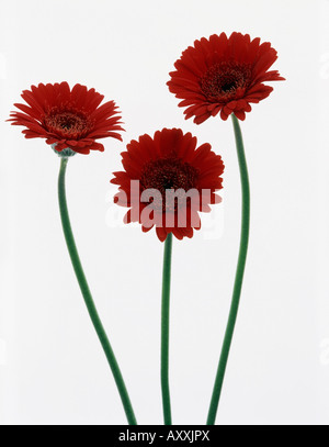 Gerbera, Gerbera, Red, Stock Photo