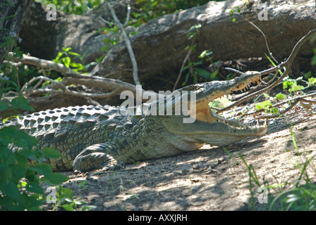 A nile crocodile sunning itself on the banks of a waterhole, with mouth open Stock Photo