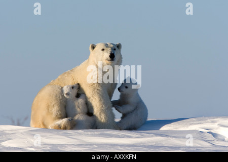 Polar Bear with cubs, (Ursus maritimus), Churchill, Manitoba, Canada Stock Photo