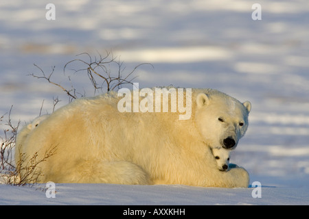 Polar Bear with cubs, (Ursus maritimus), Churchill, Manitoba, Canada Stock Photo