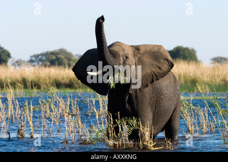 African Elephant, (Loxodonta africana), Chobe River, Chobe N.P., Botswana Stock Photo