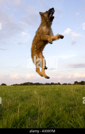 Belgian Shepherd, (Canidae), Laekenois, Lemgo, Nordrhein Westfalen, Germany Stock Photo