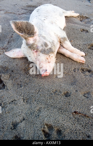 dead pig on sand Stock Photo