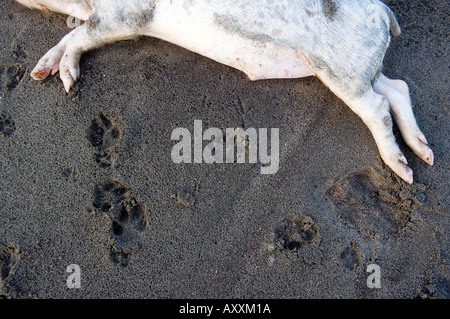 dead pig on sand Stock Photo