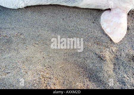 dead pig on sand Stock Photo